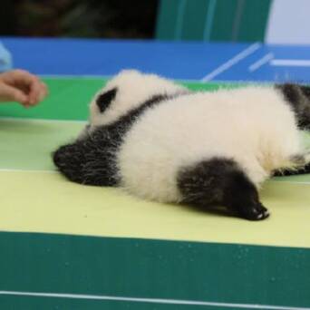 熊猫宝宝 和花 参加 短跑比赛 我腿短 但是我扑腾得快呀 凤凰网