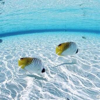 马尔代夫神仙珊瑚岛是距离马累很远的一座宁静私密岛屿 凤凰网