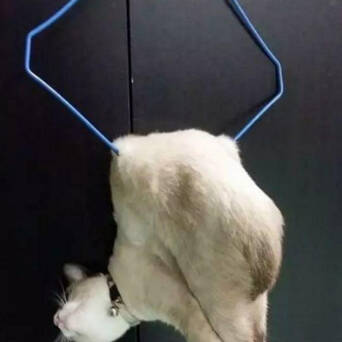 听到猫猫的惨叫声后 跑到房间一看 喵星人的姿势让宠主看傻眼了 凤凰网
