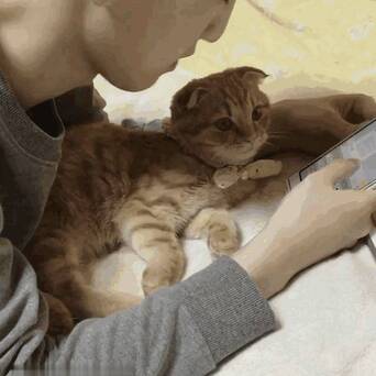 这哪是养猫 这怕是养了个女朋友 凤凰网