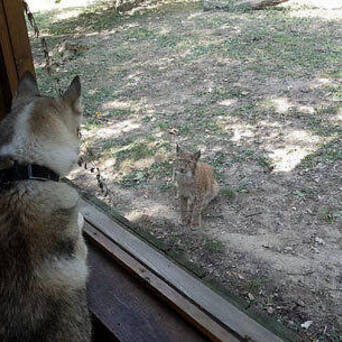 哈士奇在动物园看到大猫，以为它会怕害，没想到它好像恋爱啦！__凤凰网