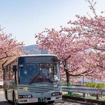 西平畑公園 公园不大 但设置有樱花步道 赏樱小火车 彩虹滑梯 大人 凤凰网