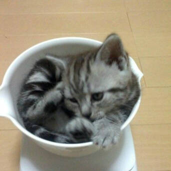 日本网友记录了自家喵星人的体重成长日记 凤凰网