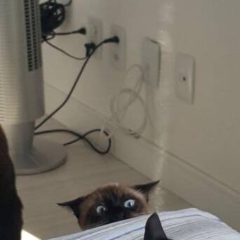 喵在床下想吓唬小黑猫 结果黑猫太淡定了 凤凰网