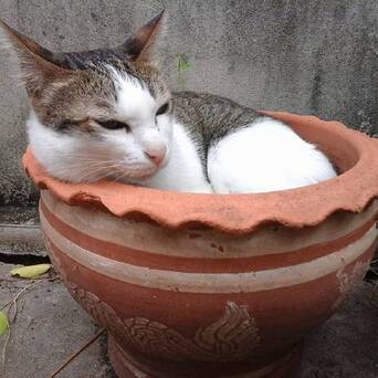 花盆放久了容易长出猫 凤凰网