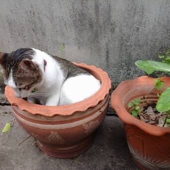 花盆放久了容易长出猫 凤凰网