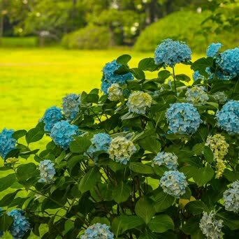 鼋头渚绣球花 无锡太湖鼋头渚充山隐秀的花菖蒲园周边 种植了大量的绣 凤凰网