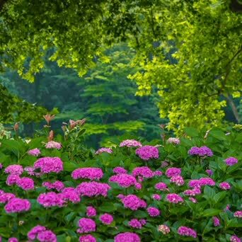 鼋头渚绣球花 无锡太湖鼋头渚充山隐秀的花菖蒲园周边 种植了大量的绣 凤凰网