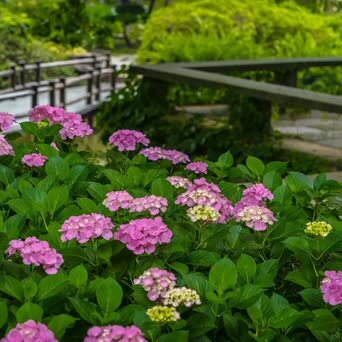 鼋头渚绣球花 无锡太湖鼋头渚充山隐秀的花菖蒲园周边 种植了大量的绣 凤凰网