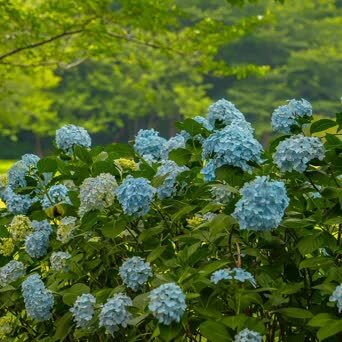 鼋头渚绣球花 无锡太湖鼋头渚充山隐秀的花菖蒲园周边 种植了大量的绣 凤凰网