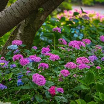 鼋头渚绣球花 无锡太湖鼋头渚充山隐秀的花菖蒲园周边 种植了大量的绣 凤凰网