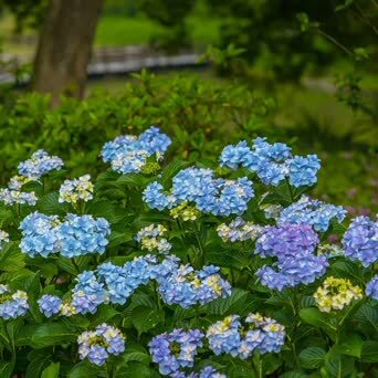 鼋头渚绣球花 无锡太湖鼋头渚充山隐秀的花菖蒲园周边 种植了大量的绣 凤凰网
