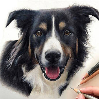 英国铅笔画家克莱尔 她是动物爱好者 擅长野生动物和宠物肖像画 凤凰网