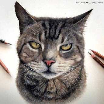 英国铅笔画家克莱尔 她是动物爱好者 擅长野生动物和宠物肖像画 凤凰网