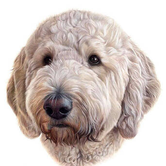 英国铅笔画家克莱尔 她是动物爱好者 擅长野生动物和宠物肖像画 凤凰网