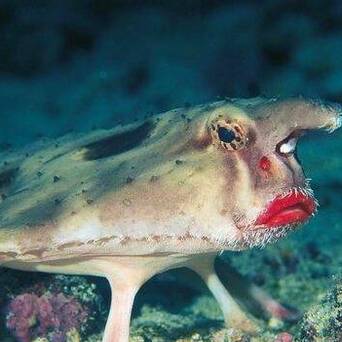 达氏蝙蝠鱼(ogcocephalus darwini),以其醒目的"烈焰红唇"闻名