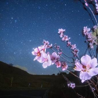 花夜舞 星影动 凤凰网