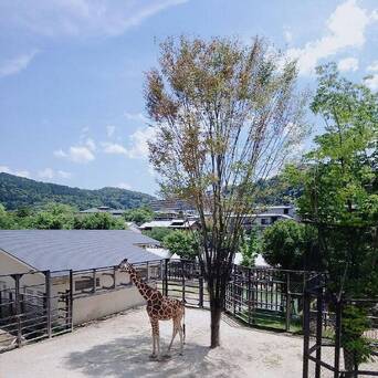 【京都动物园,最适合带小孩子玩啦】