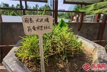 真没想到（苗医药(骨伤蛇伤疗法)）中药蛇骨 第7张