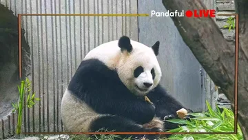 炎炎夏日竹影纳凉 慵懒嚼笋看“滚滚”日常