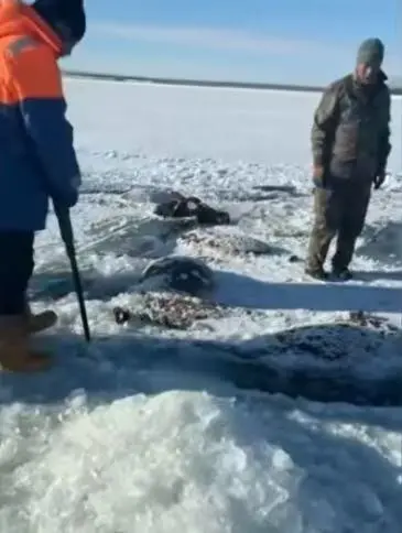 水庫冰麵下發現13匹冰凍馬 主人：均為放養無保險