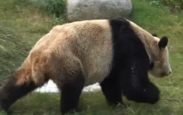 [一种声音]总有洋人要害熊猫