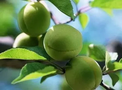 吃什么水果对肝脏比较好？以下这4种水果可以养肝（肝不好有三处发痒）
