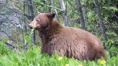 日本“熊出没”频繁，2025年已致12死逾百人伤