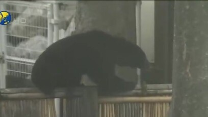 日本强化熊害对策，动员退休警员