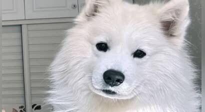 潘宏园区萨摩耶小宝意外去世，潘宏回应事件经过