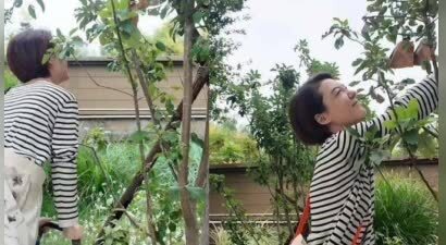 车晓独居生活揭秘！摘苹果成乐趣，苹果派笑料不断！