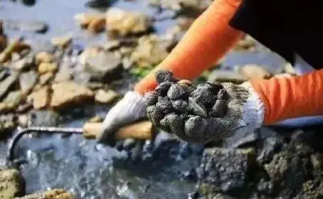 广东多地台风后现大量生蚝！专家紧急提醒_https://www.izongheng.net_快讯_第7张