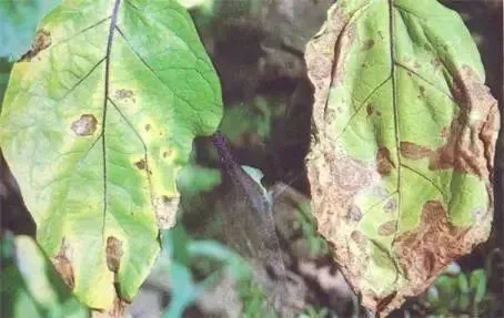 越早知道越好（恶搞男生怀孕图片大全高清）男生怀孕搞笑版 第13张