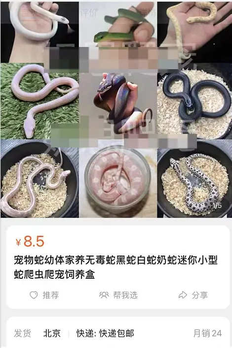 十块钱的无毒小宠物蛇（十大便宜好养的宠物蛇） 第2张