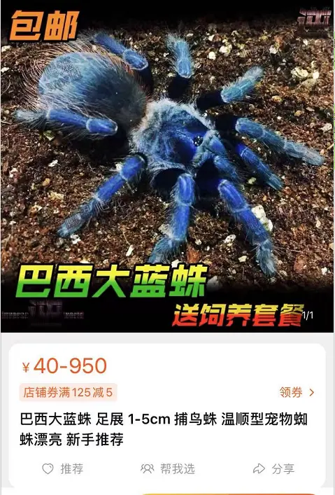 十块钱的无毒小宠物蛇（十大便宜好养的宠物蛇） 第5张