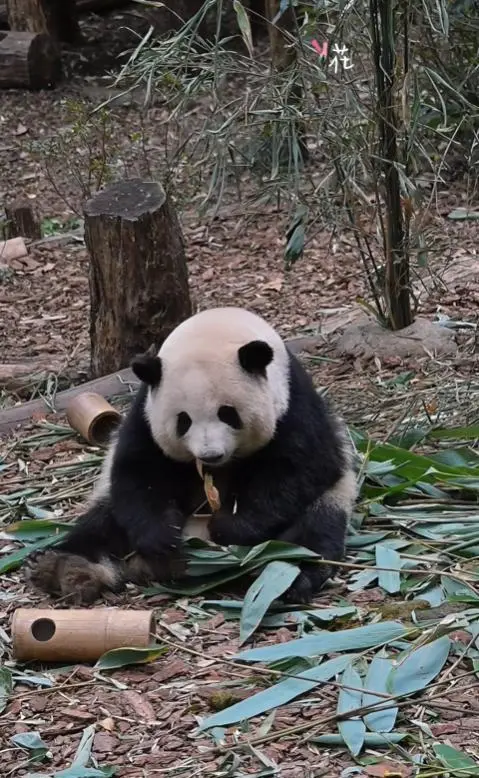 导游讲解称网红大熊猫是残疾 游客不满当场报警
