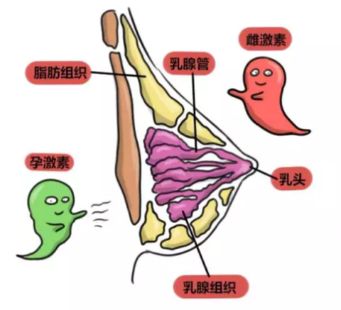 做过副乳手术能买保险吗 腋下副乳买保险能报销吗