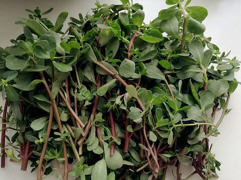 马苋菜治疗湿疹