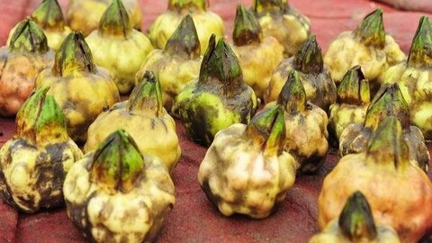 凤凰网