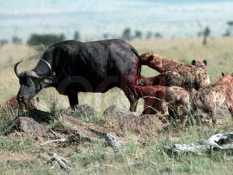 4只鬣狗捕杀一头水牛 一口咬掉"牛尾巴"