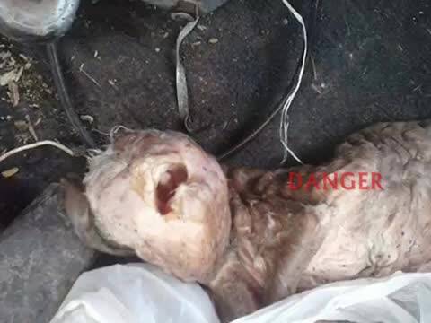 阿根廷现人头羊死胎 疑似人兽交产物