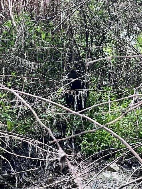 隐藏在杂草里的排污暗管（记者 江晓晨 摄）