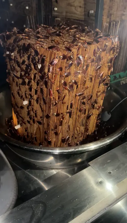 美洲大蠊住在木製的“芯片”裏