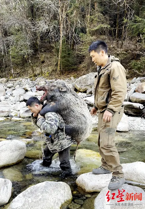 ▲队员将猎捕到的野猪背过溪流