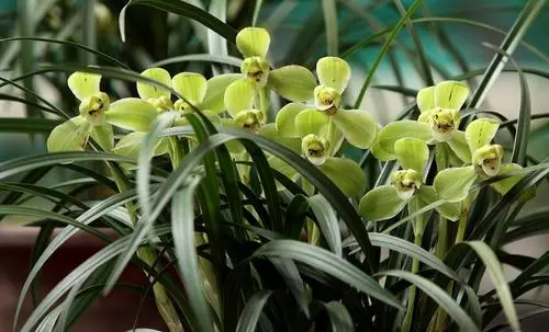 花卉种植技术：宋梅的养殖方法和注意事项，这样养花期长而且香！-宋梅什么时候种最好