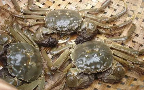 国庆假期,吃螃蟹!今年阳澄湖大闸蟹价格如何?为啥有人说都是“假货”?