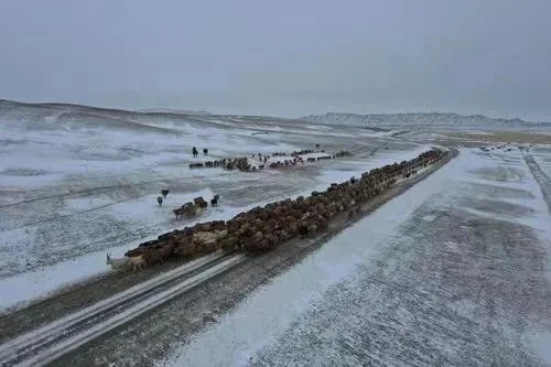 当地牧民将牛羊进行转场。图片来源：阿勒泰零距离