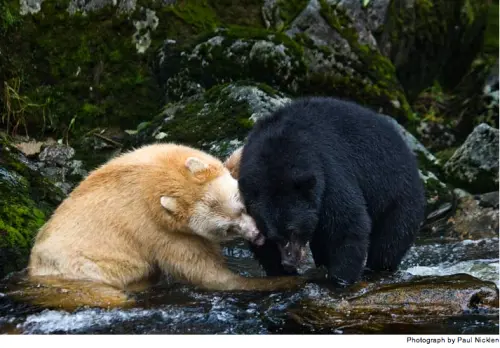 和黑色同类抢食鲑鱼的灵熊（图片来源：Paul Nicklen）