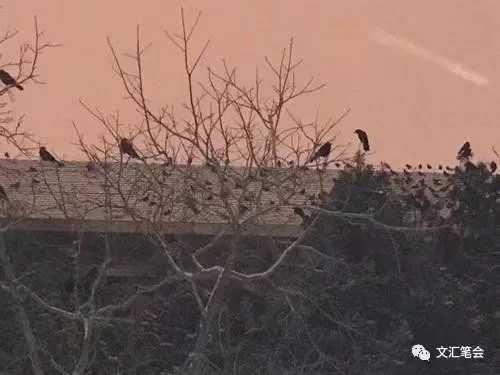 北京师范大学校园里的鸟兽|黄开发(北京师范大学校园老照片)