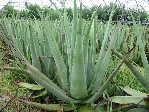 未来10大暴利种植项目（未来十年种植最赚钱的农作物）